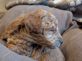 Beautiful Apricot Toy Poodle Puppy