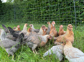 Mix Breed Pullets