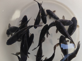 Japanese koi Doitsu Ochiba dark 4-8 inch &pound;5-&pound;15 S,M,L