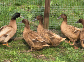 Khaki Campbell Hatching Eggs