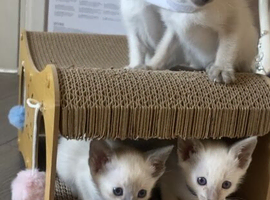 Full Siamese blue and lilac points