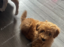 Spitzpoo puppies