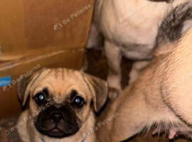 Puppy for sale - Pugsley