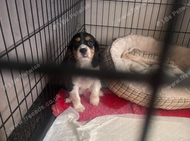 Cavalier King Charles