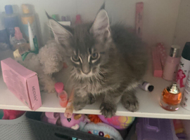 Purebred Maine coon boy