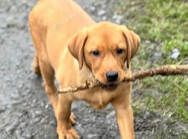 Labrador needing his forever home
