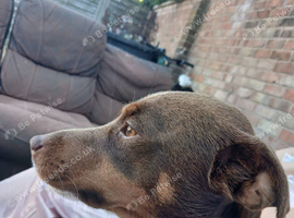 Pedigree jack Russel