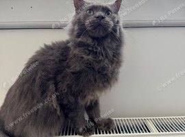 Lovely blue Maine coon boy