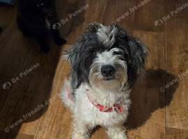 Beautiful loving Jackapoo female