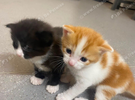 Kittens for new homes