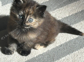 2 cute kittens