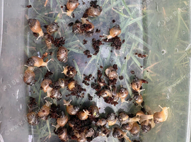 Giant african land snails
