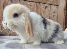 Mini lop babies ready now