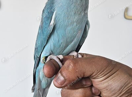 Handreared, Blue ringneck,  talking parrot weaned now , closed rung