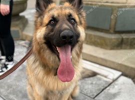 Male German Shepherd