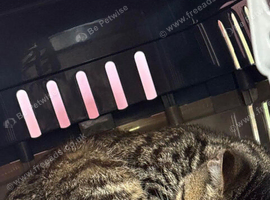 Tabby male  5 months old