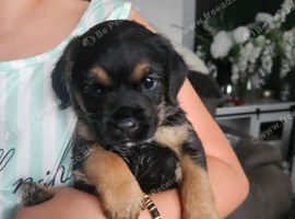 LAST BORDER TERRIER GIRL
