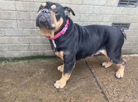 Home wanted for Super sweet Eng. bulldog boy he's fab with kids,cats and dogs! Just a sweetheart.