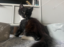 Maine Coon Kittens (Tuxedo and Black Smoke Boys)