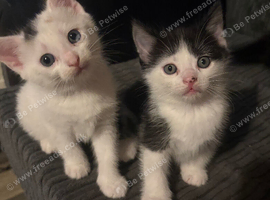 2 beautiful fluffy kittens left ready today 1 girl 1 boys