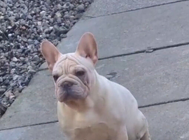 Female french bulldog