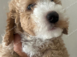 Beautiful Cockerpoo Puppies