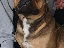 Pocket bully