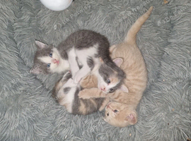 4 little stunning kittens left