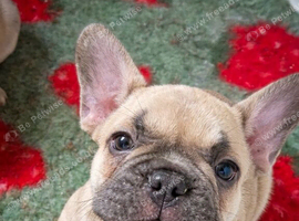 French Bulldog Puppy ready 7th July