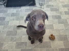 6 month old silver lab