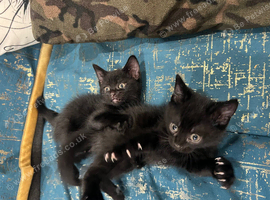3 beautiful black kittens looking for their forever homes