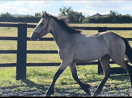 Golden Dun With 4 Dark Points " Dun Filly Young Sport Horse