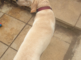 Kc registered cream boy