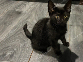 Beautiful 12 Week old Female black Kitten