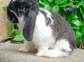 Mini lop
