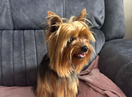 Miniature yorkshire terrier stud