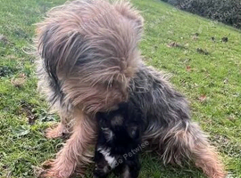 Miniature boy Yorkshire terrier