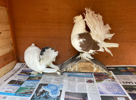 Indian fantails