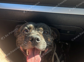 Rehoming my Staffordshire bull terrier