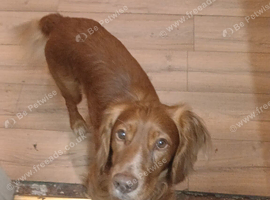Male cocker spaniel