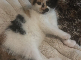 3 kittens ready for new home