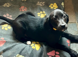 Full black labs