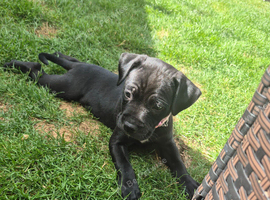 Labrador cross Bull dog