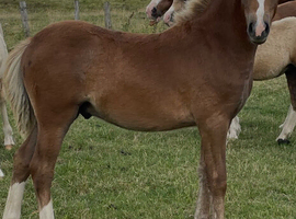 chestnut Welsh A colt foal