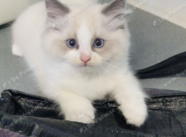 Ragdoll kitten