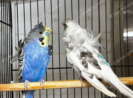 Split black face budgies