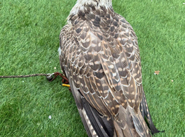 2 gyr x saker falcons