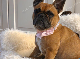 4 year old frenchie girl
