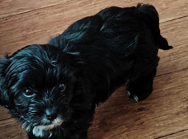 Yorkchipoo