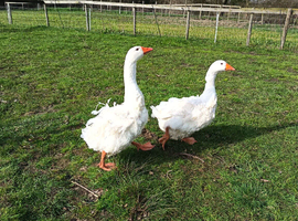 Sebastopol goose